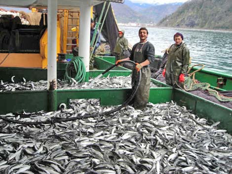 balıkcılık