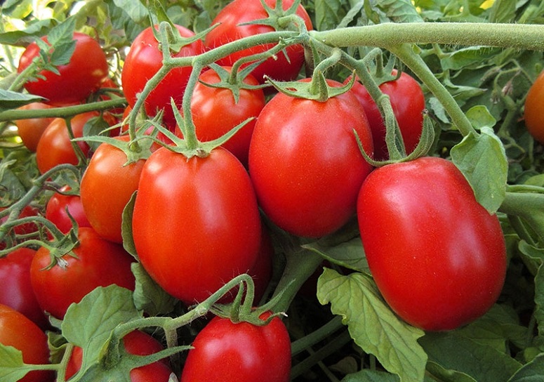 piyasada-domates-yok-fiyati-10-lirayi-gecti