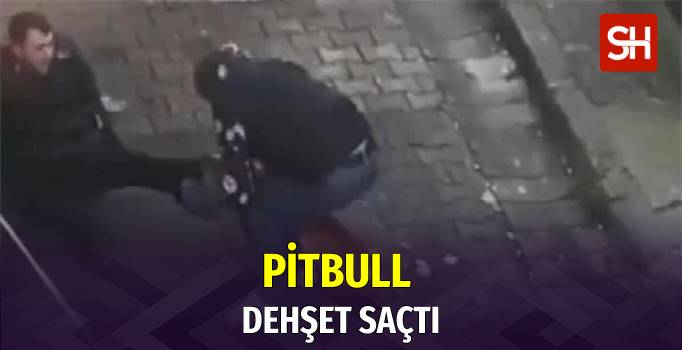 istanbulda-pitbull-dehseti