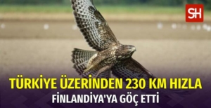 turkiye-uzerinden-finlandiyaya-goc-eden-sahin-42-gunde-230-km-hizla-10-bin-km-yol-katetti