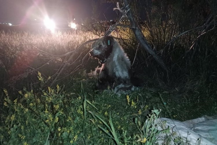 Ankara’da Vahşet! 17 Köpek Ağaca Asılmış Halde Bulundu!