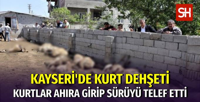 Kayseri'de Kurtlar Sürüyü Telef Etti
