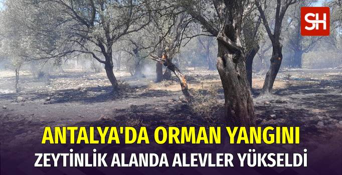 Antalya'da Zeytinlik Alanda Yangın Çıktı