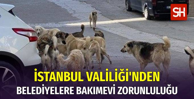 İstanbul Valiliği'nden Sokak Köpekleri Talimatı