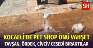 Kocaeli'de Pet Shop Önünde Hayvanlara Vahşet