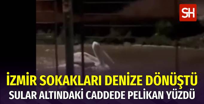 İzmir'de Deniz Taşkını Sonrası Şehir Merkezinde Yüzen Pelikan Görüldü