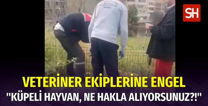 Ankara'da Belediye Ekipleri Başıboş Köpekleri Topluyor İddiası
