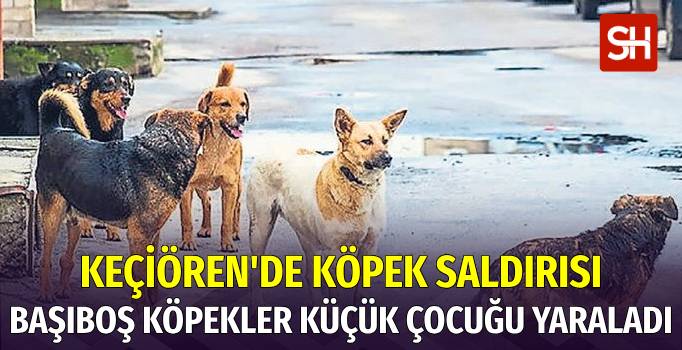 Ankara'da Küçük Çocuğa Başıboş Köpekler Saldırdı