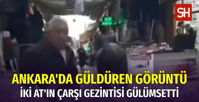 Ankara'da İki Atın Serbest Gezintisi