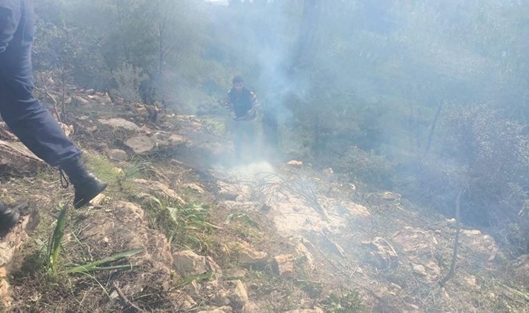Bodrum'da Hazine Arazisindeki Ağaçlar Yakıldı: 20 Kişi Gözaltında