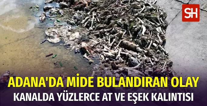 Adana'da Sulama Kanalında Yüzlerce Kesilmiş At ve Eşek Eti Kalıntısı
