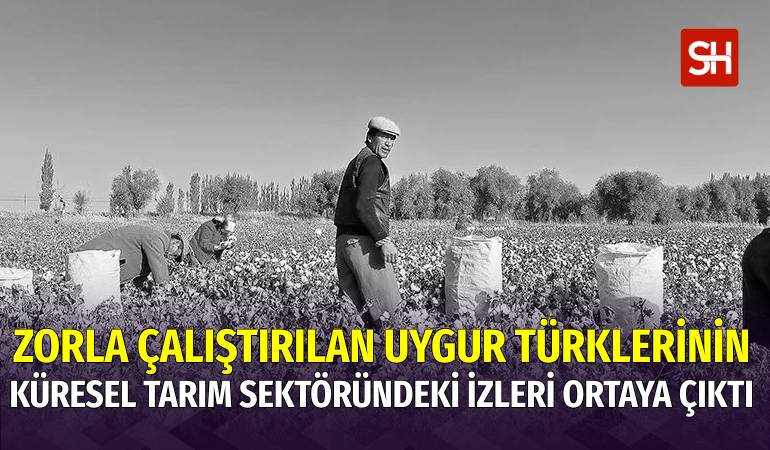 Doğu Türkistan’ın Kanlı Hasadı: Zorla Çalıştırmanın Küresel Tarım Sektöründeki İzleri